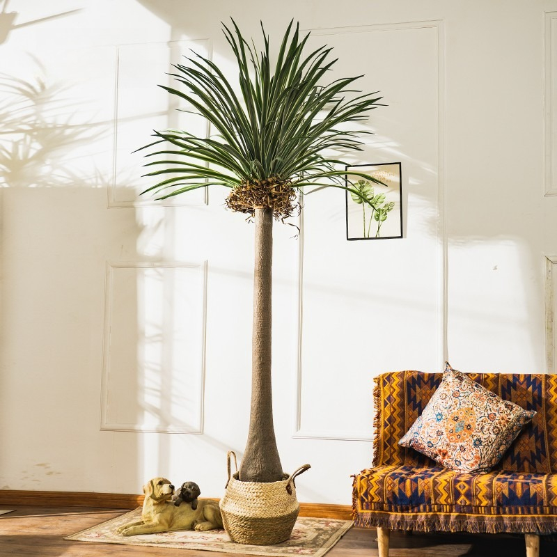 Dracena Artificiale Real-Touch - Baby Clothing Store recensione e prezzo